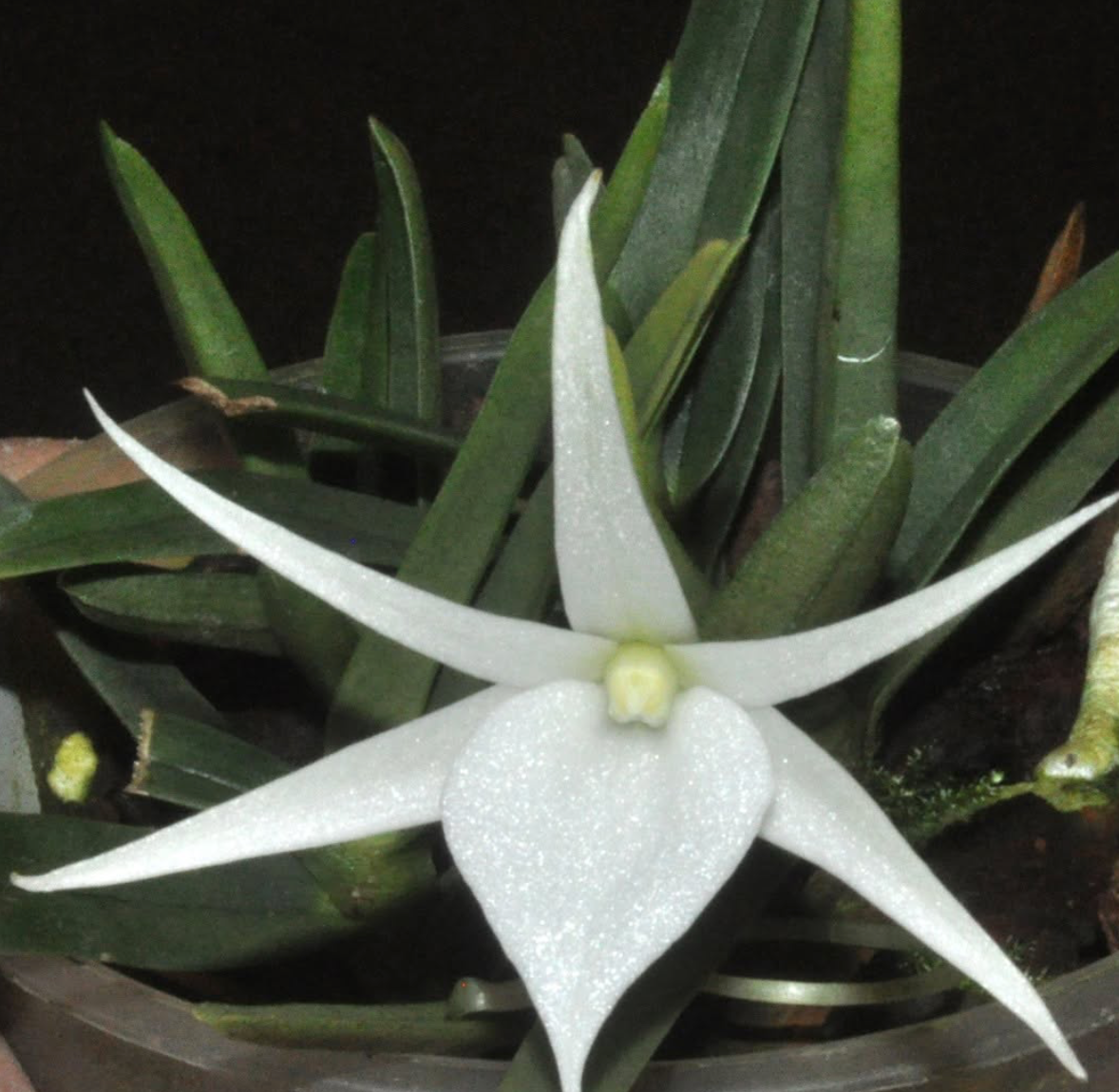 Angraecum breve - species - orchid