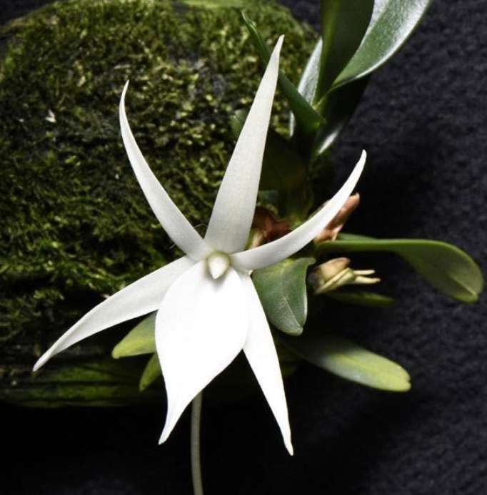 Angraecum breve - species - orchid