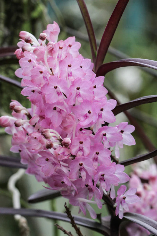 Ascocentrum christensonianum - species - orchid