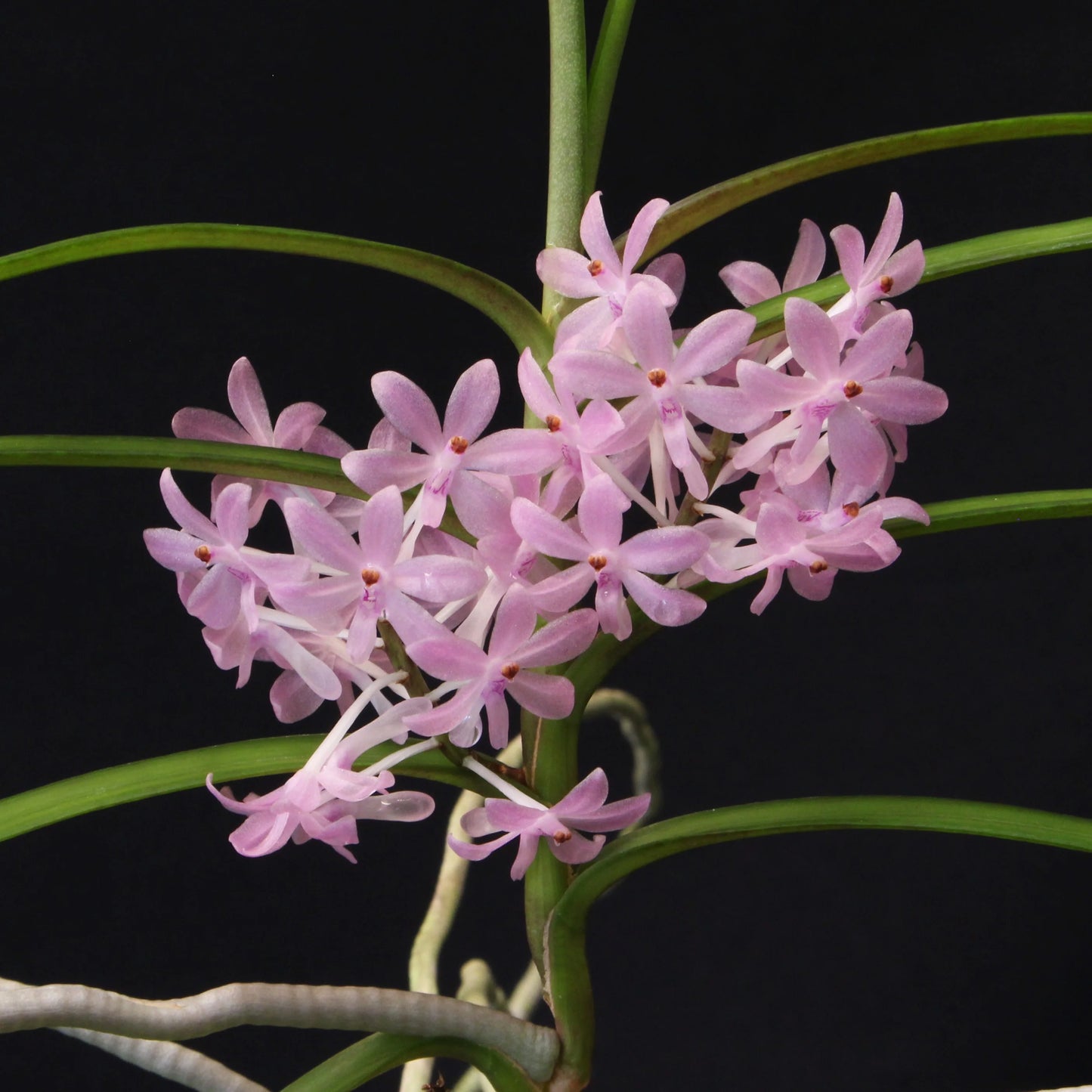Ascocentrum christensonianum - species - orchid