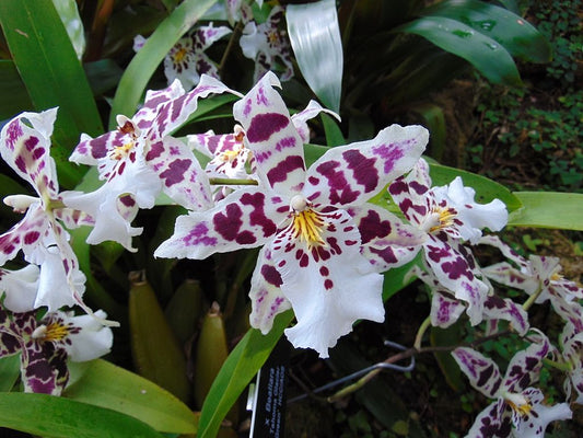 # Beallara Tahoma Glacier ‘Green' - hybrid - orchid