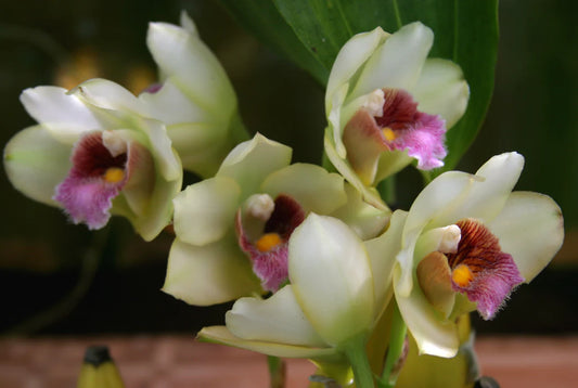 Bifrenaria harrisoniae - species - orchid