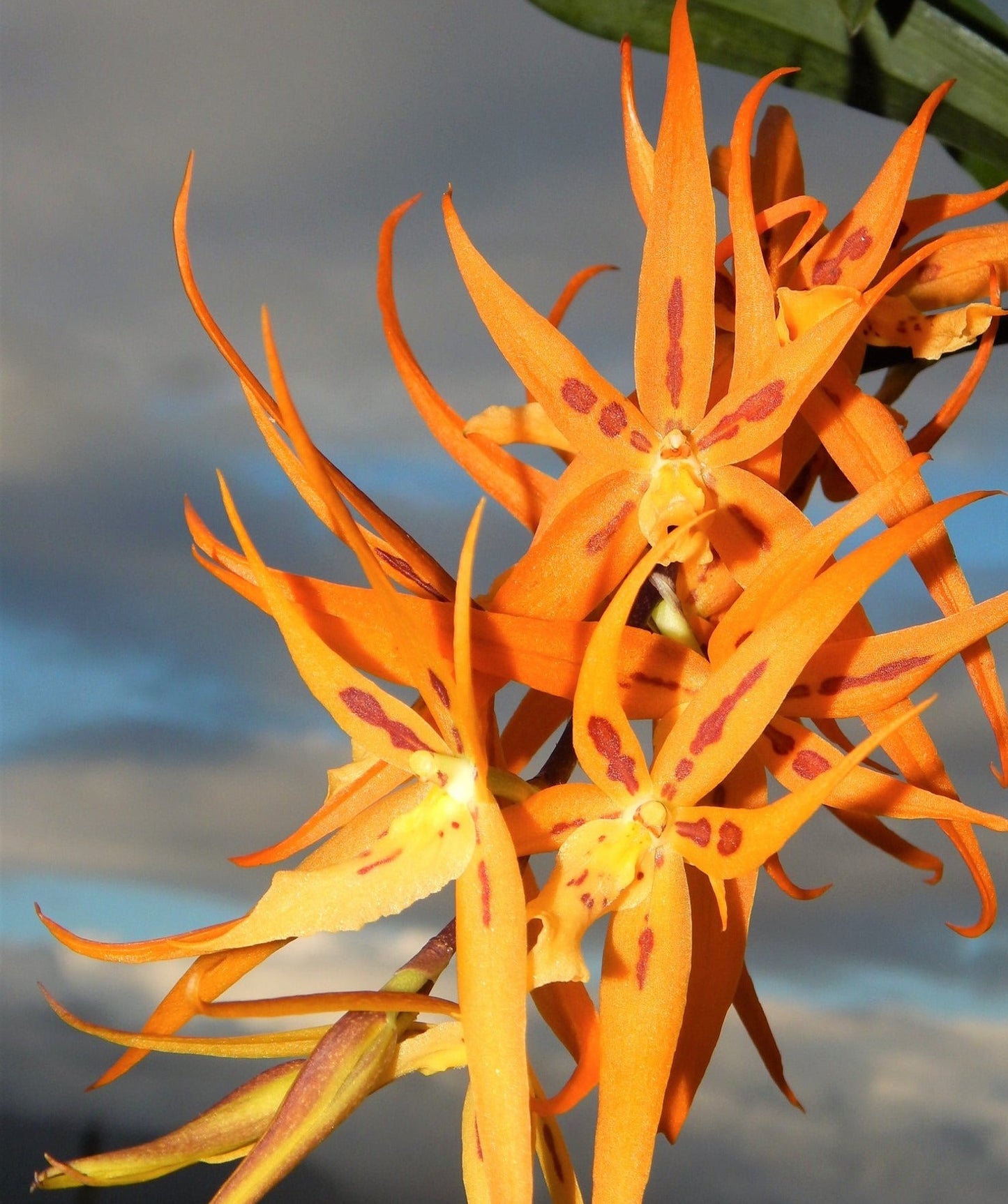 Orange star shape flowers Oncidium alliance 