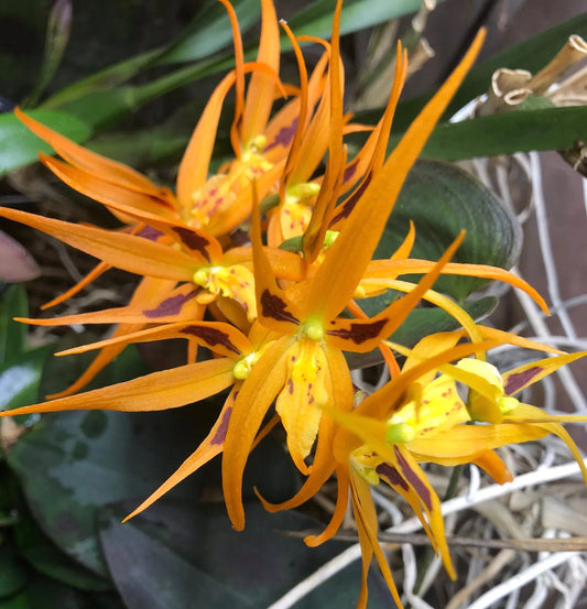 Brassada Orange Delight ‘Hilo Sunrise' - hybrid - orchid