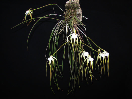 Brassavola appendiculata orchid seedlings and flasks for sale in Australia