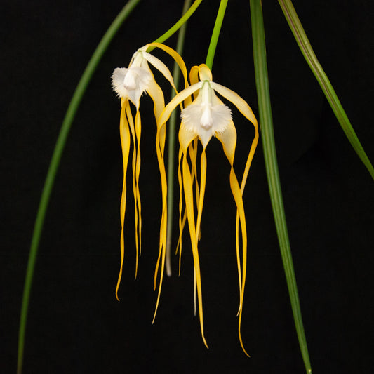 Brassavola appendiculata orchid seedlings and flasks for sale in Australia