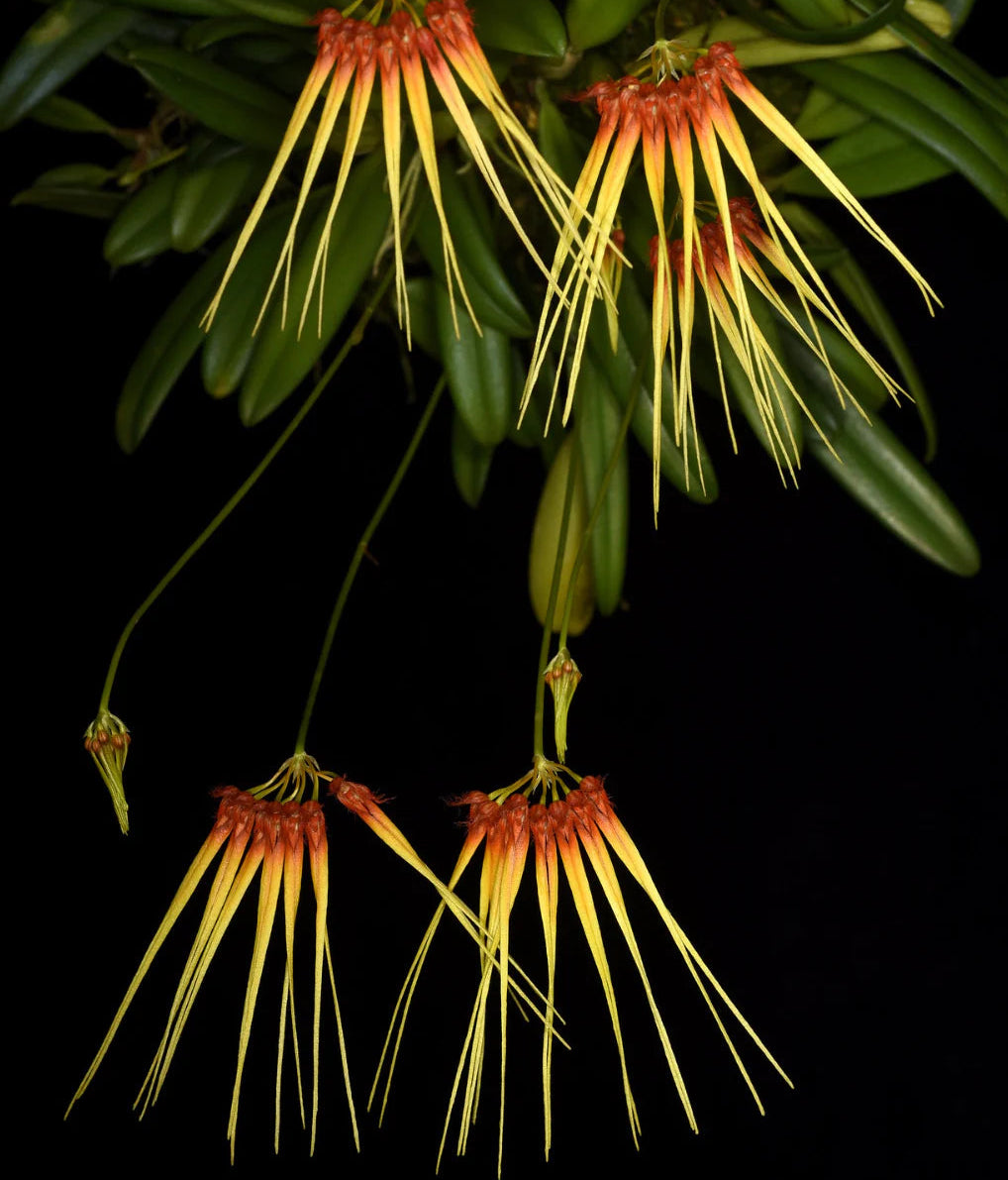 Bulbophyllum hirundinis - species - orchid