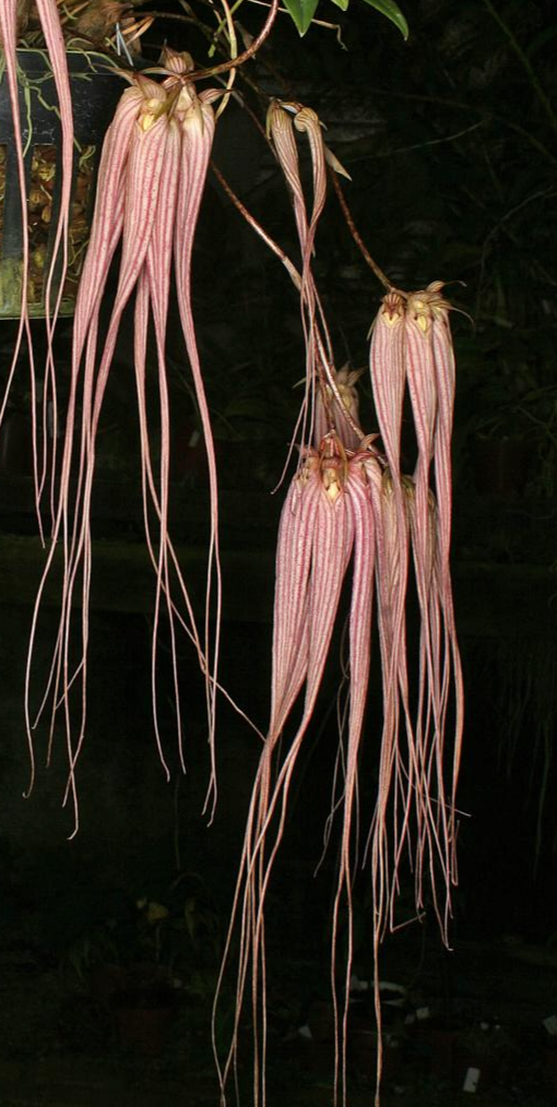 Bulbophyllum longissimum - species - orchid