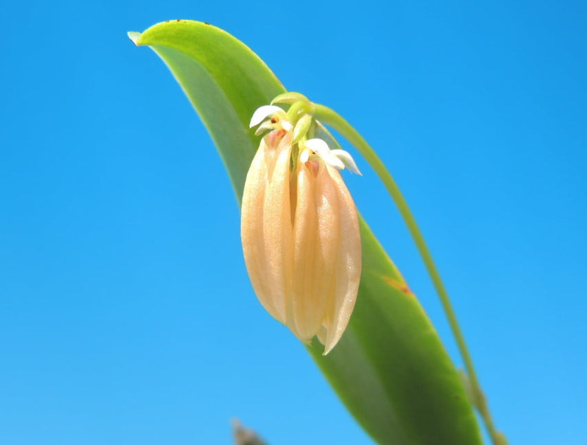 Bulbophyllum salmoneum - species - orchid