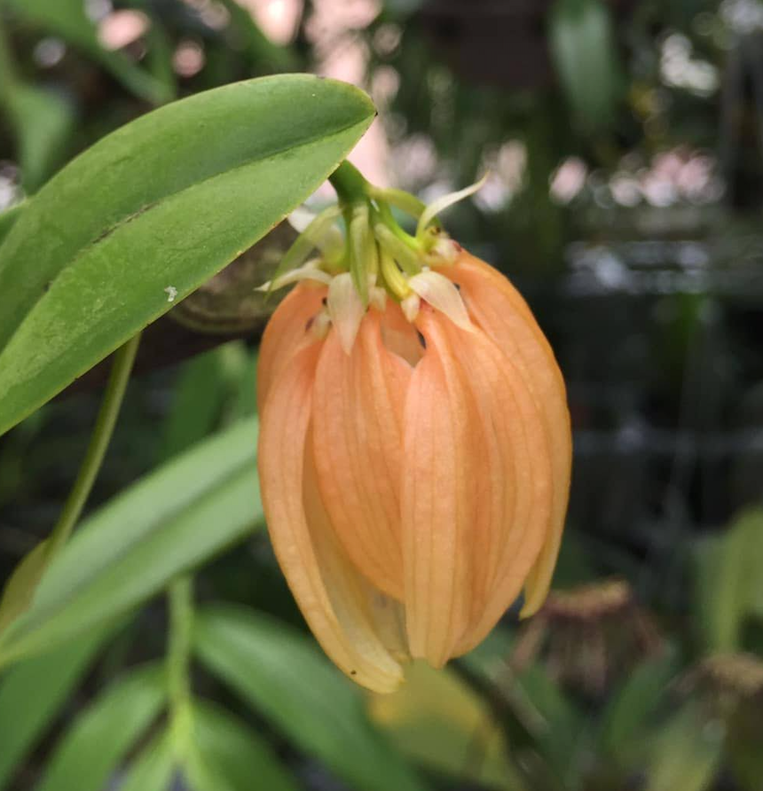 Bulbophyllum salmoneum - species - orchid