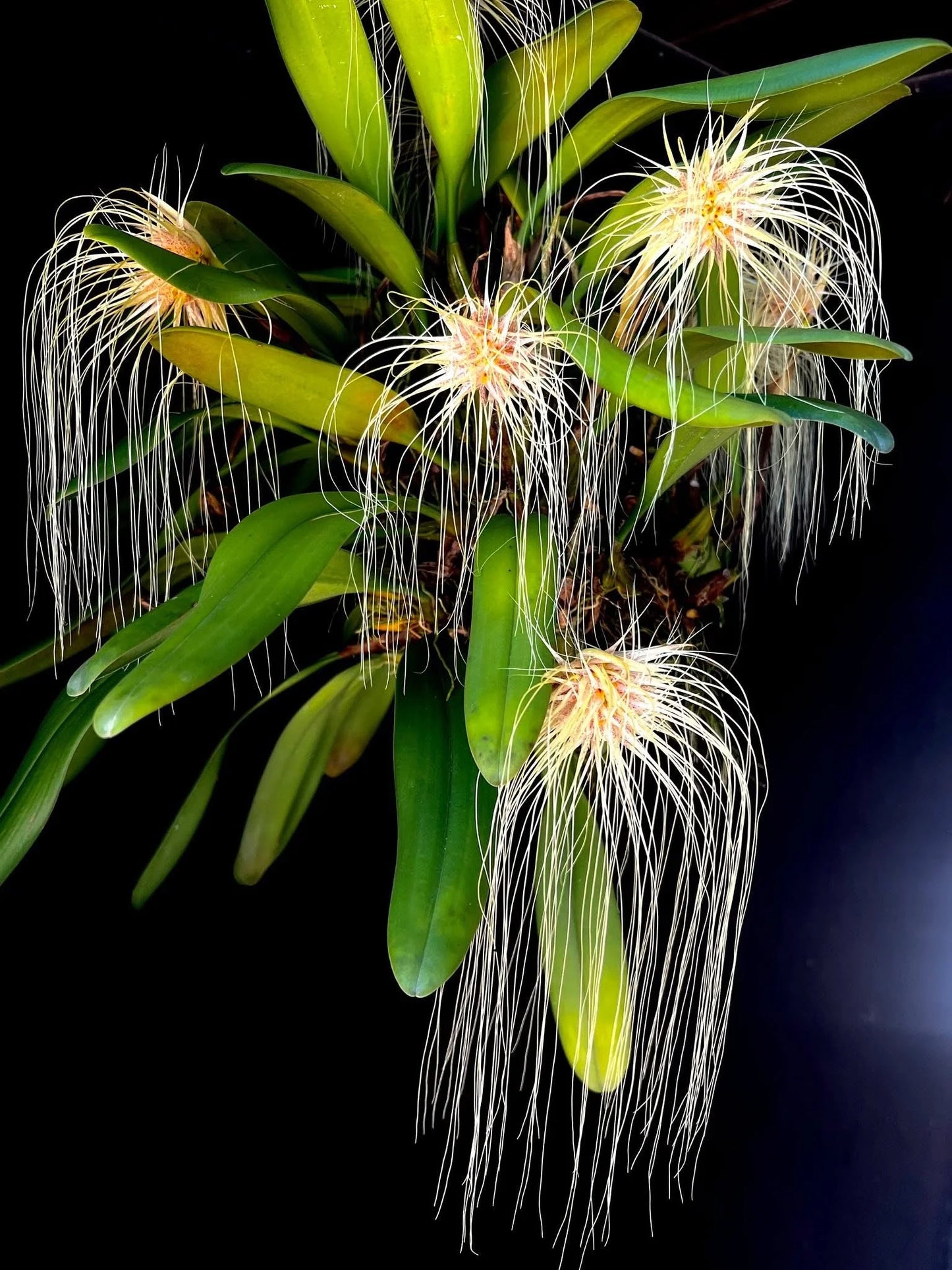 Bulbophyllum medusae - species - orchid