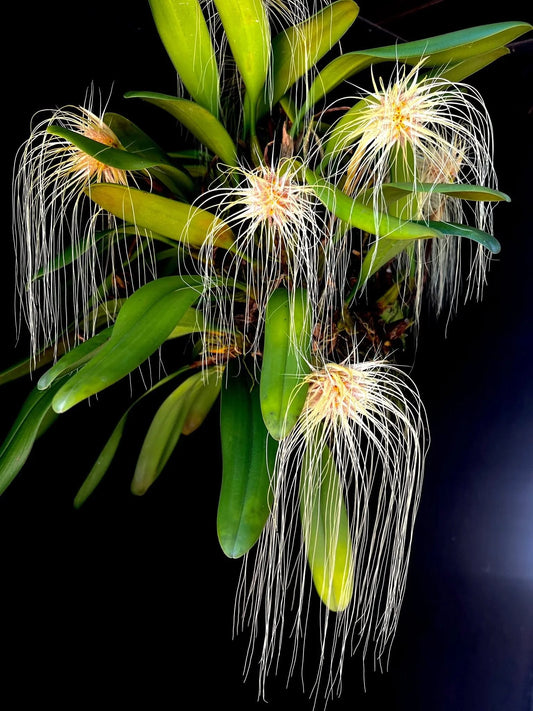 Bulbophyllum medusae - species - orchid