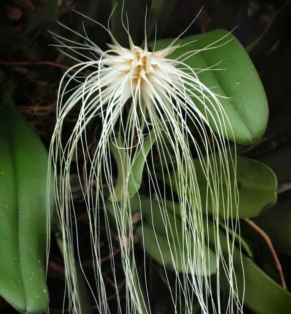 Bulbophyllum medusae - species - orchid