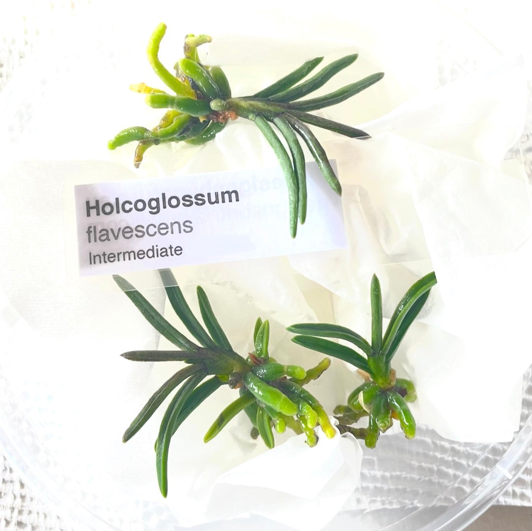 Holcoglossum flavescens - species - orchid