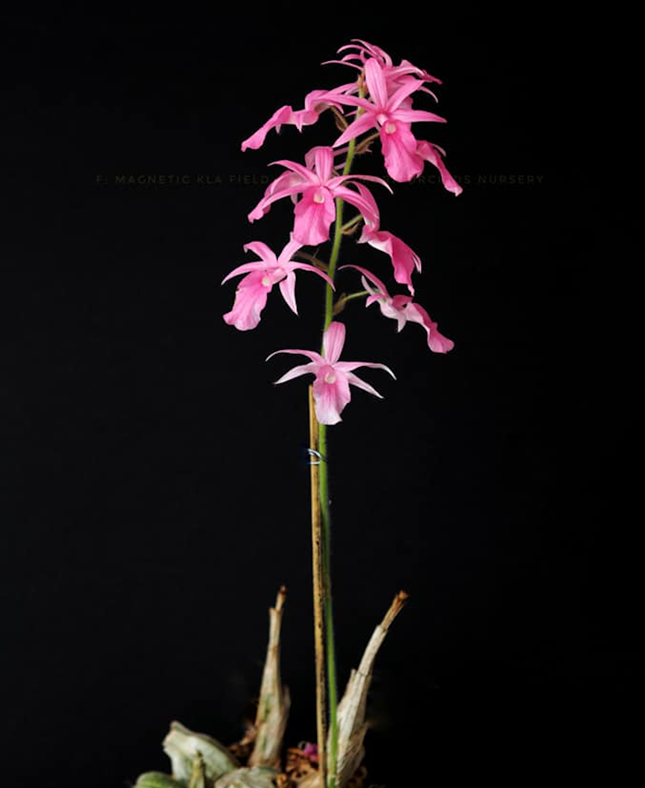 Calanthe rosea - species - orchid