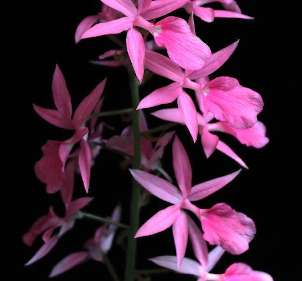 Calanthe rosea - species - orchid