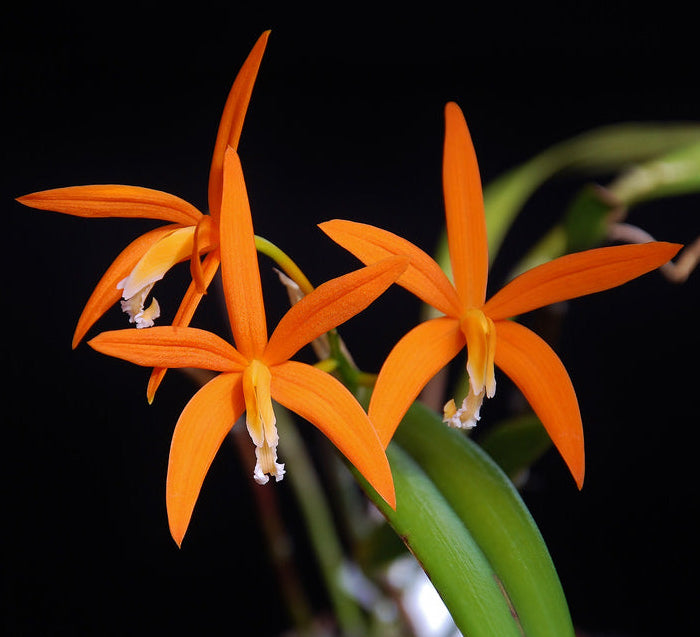 Orange flowers of lLaelia-Cattleya harpophylla