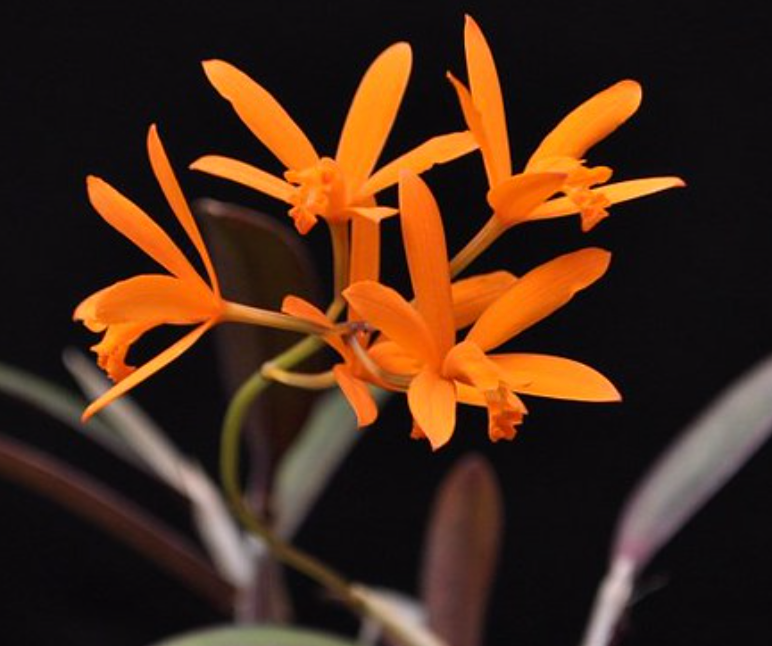 Cattleya angereri syn. Laelia blooms