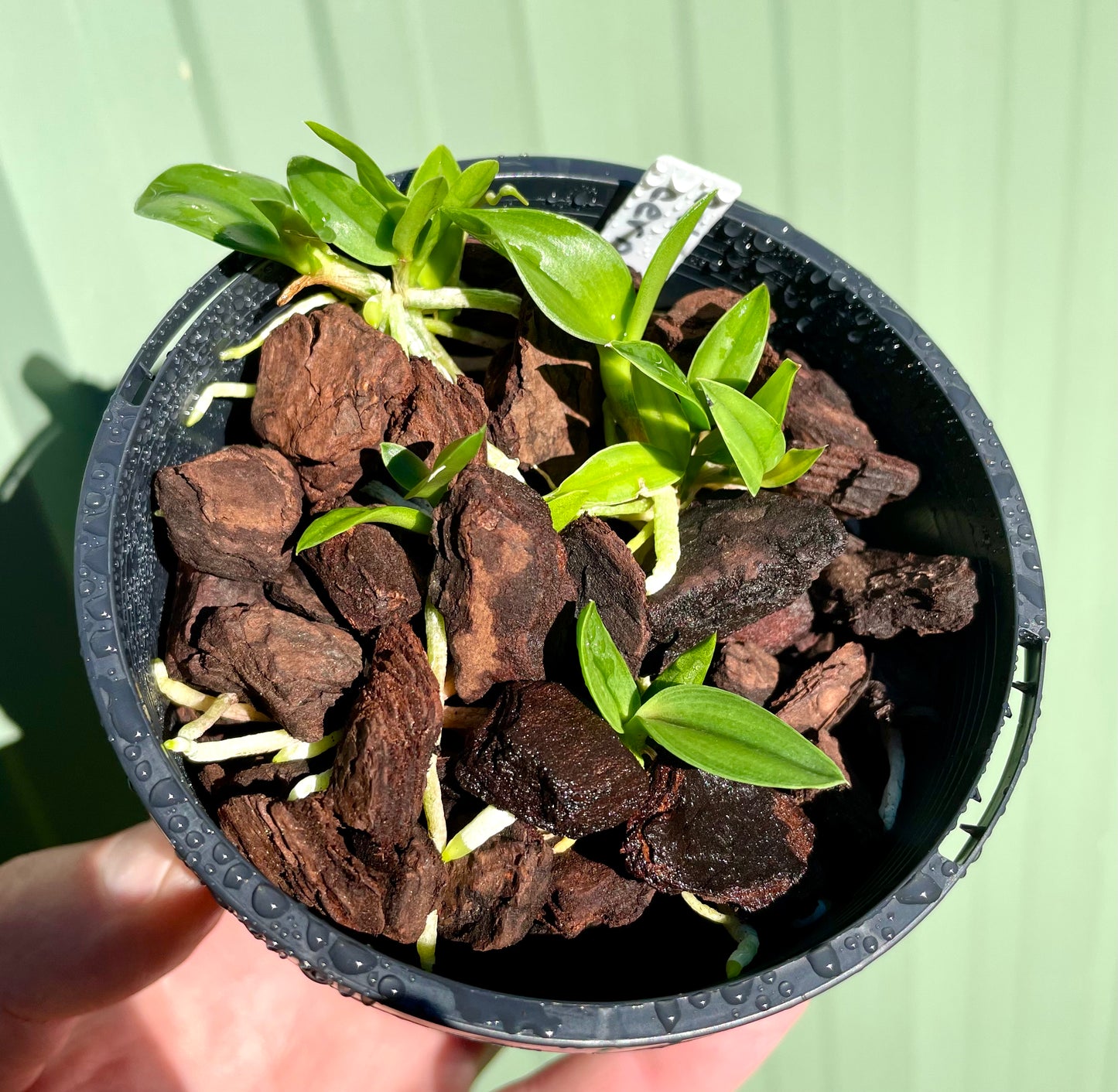 Cattleya cernua compot of 4 plants available for sale Australia