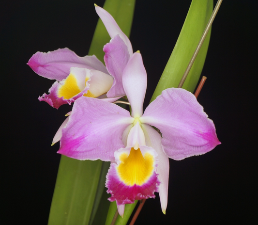 Cattleya eldorado outcross