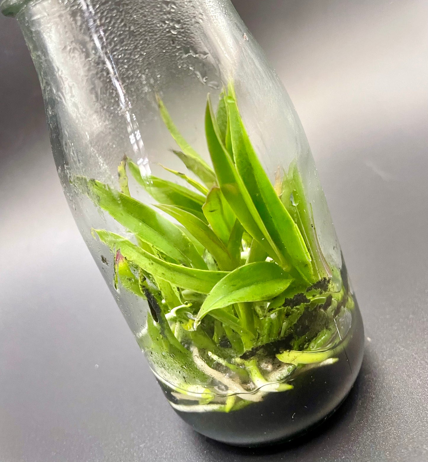 Cattleya hoehnei - syn Laelia mixta micro hobby flask of 5 plants
