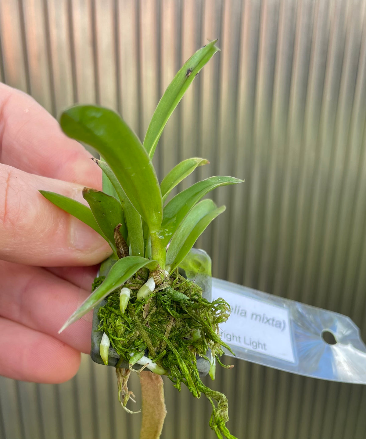 Cattleya hoehnei - syn Laelia mixta seedling mounted for sale in Australia NSW
