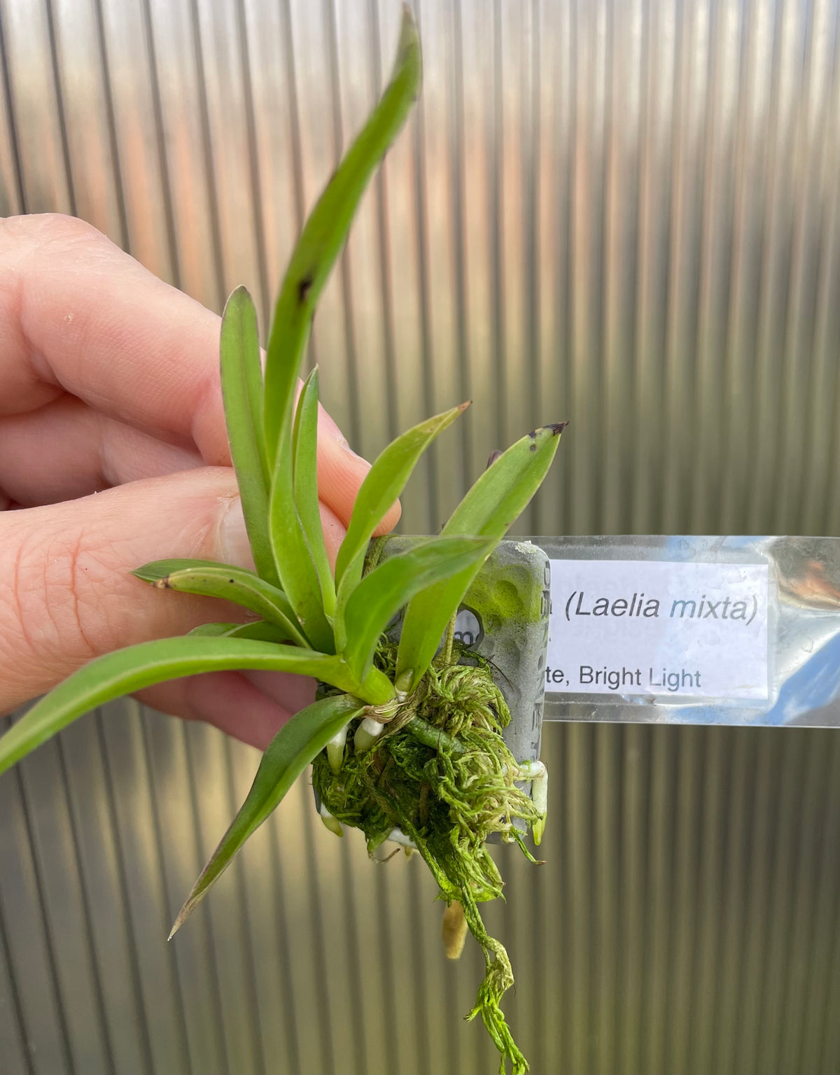 Cattleya hoehnei - syn Laelia mixta seedling mounted for sale NSW Australia