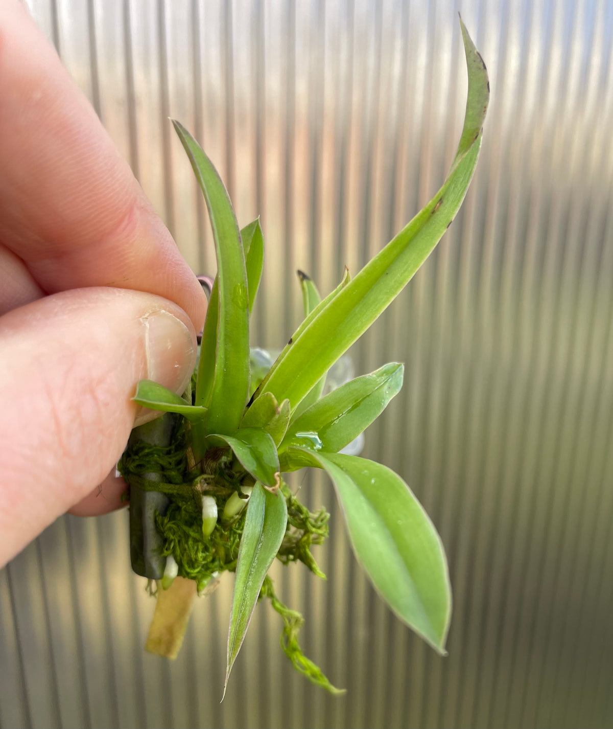 Cattleya hoehnei - syn Laelia mixta seedling for sale Australia - available for purchase