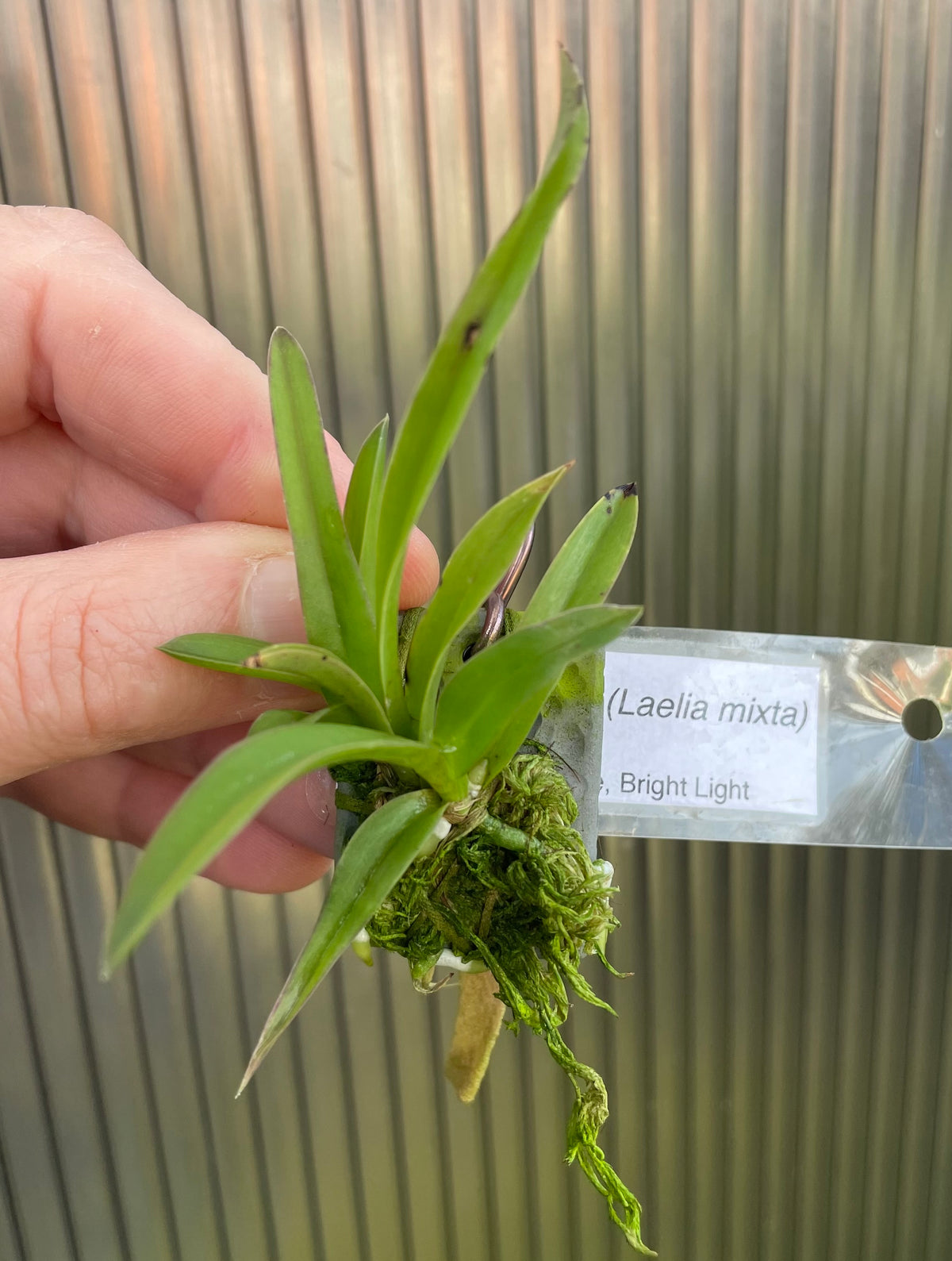 Cattleya hoehnei - syn Laelia mixta seedling available for purchase in NSW Australia