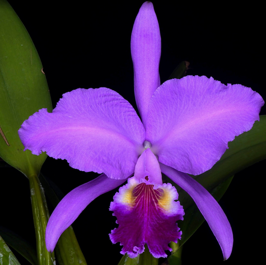 Cattleya jenmanii outcross