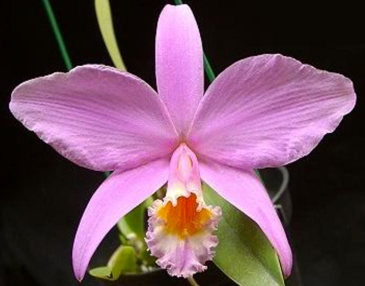 Cattleya_jongheana for sale in Australia