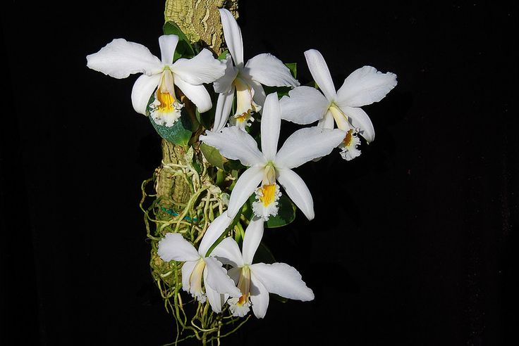 Cattleya jongheana v. alba (Laelia jongheana) - species - orchid