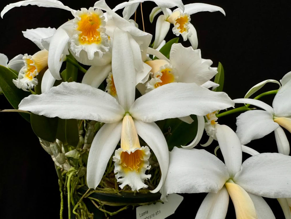 Cattleya jongheana v. alba (Laelia jongheana) - species - orchid