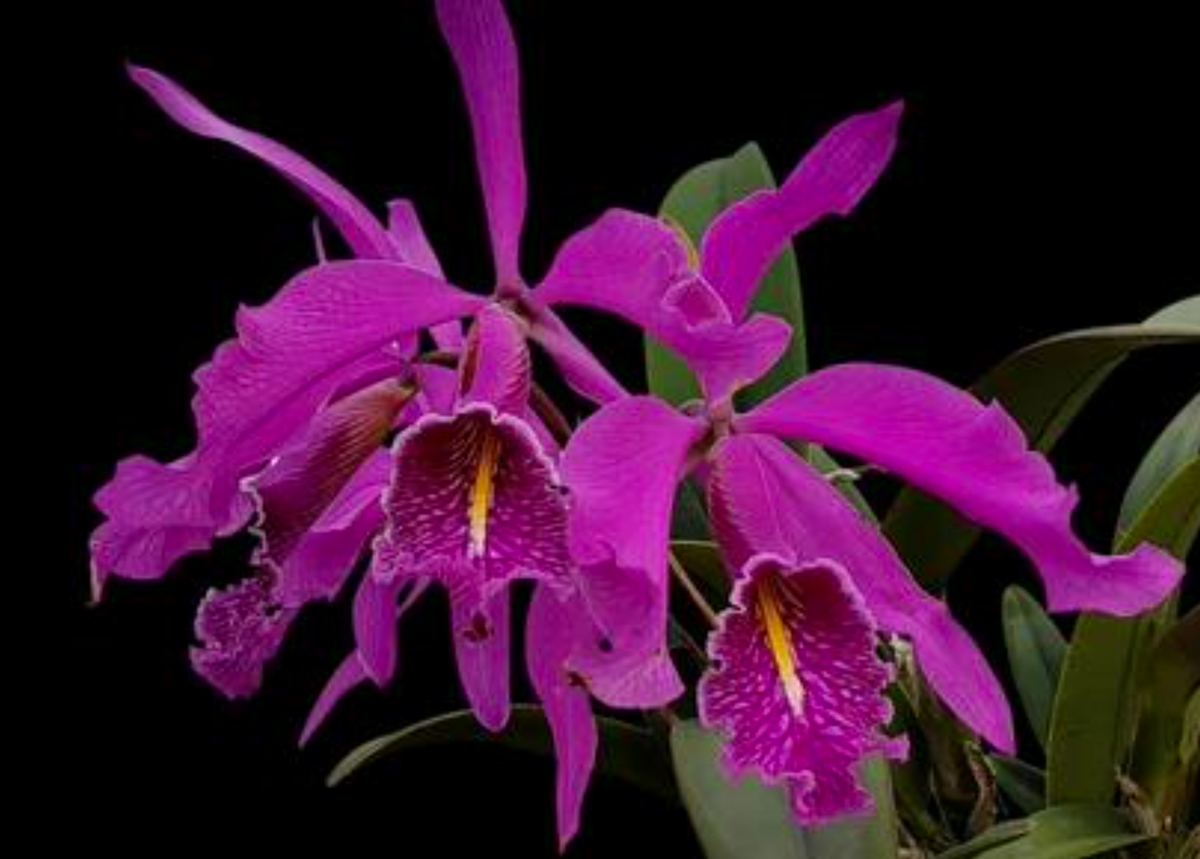 Cattleya maxima f. rubra 'Peru Dark' micro hobby flask of 5 plants for sale Australia