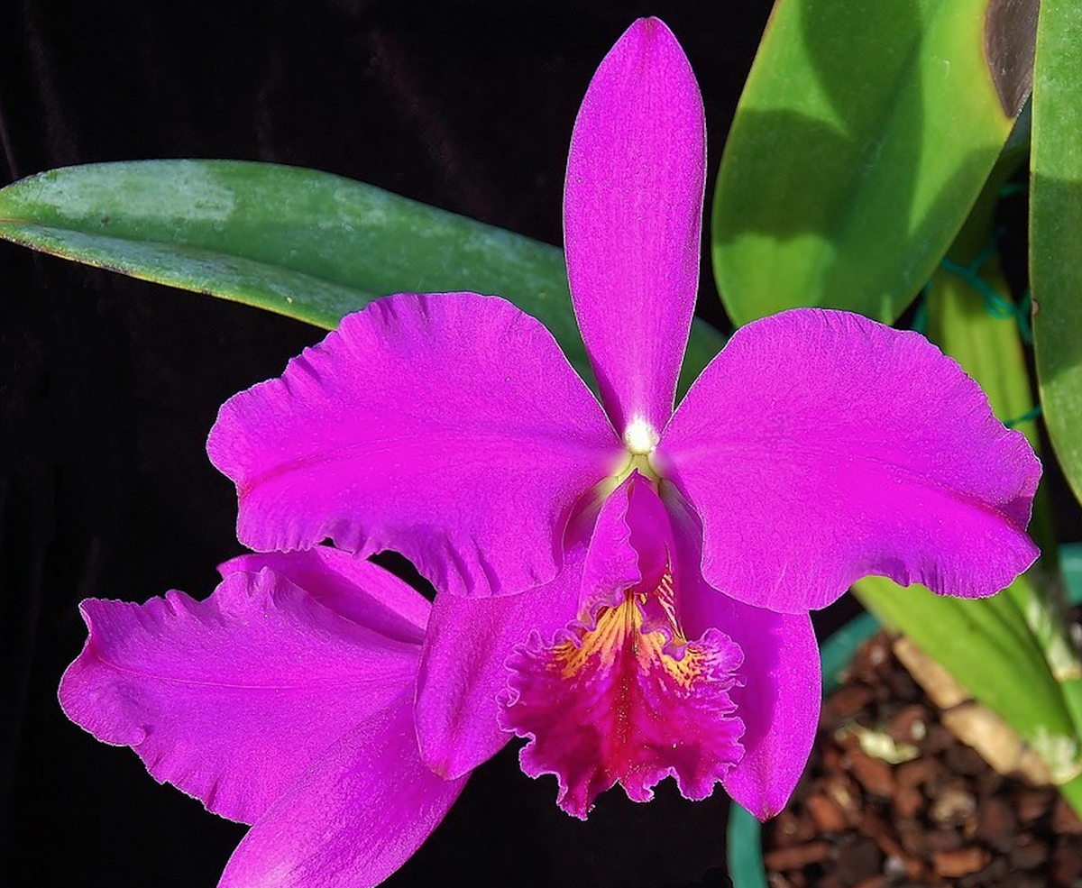 Cattleya mossiae 'Willowbrook' FCC/AOS for sale in Australia