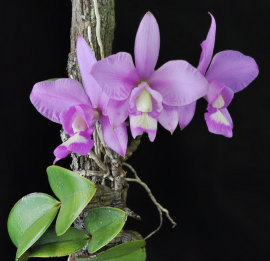 Cattleya nobilior Micro Hobby Flask of 5 seedings available for purchase in NSW Australia
