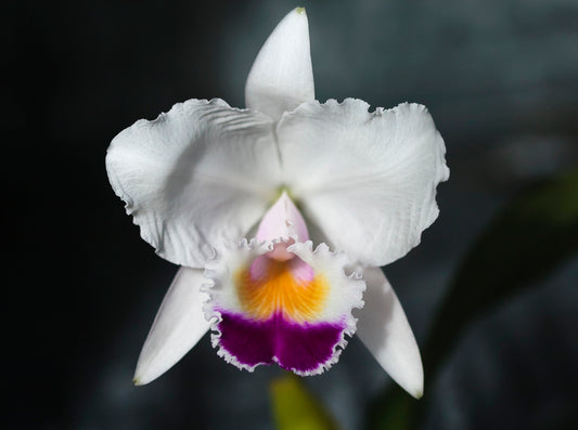 Cattleya quadricolor - species - orchid