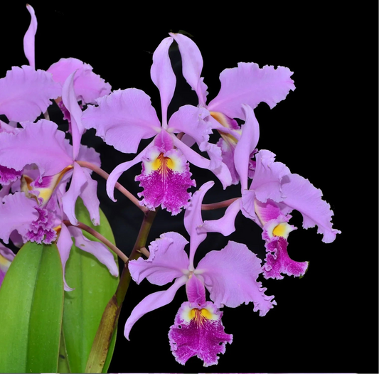 Cattleya warscewiczii - species - orchid