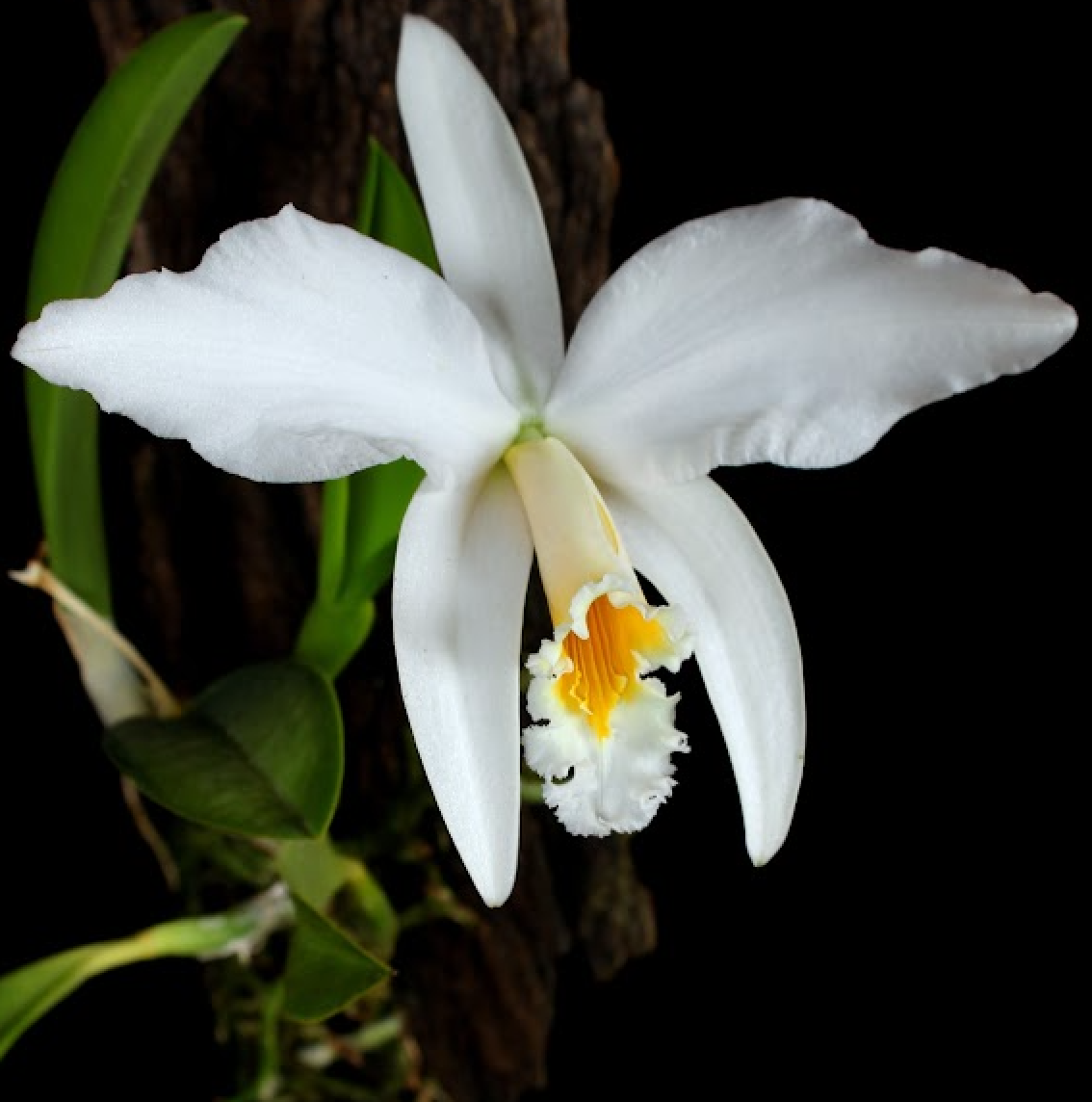 Cattleya jongheana v. alba (Laelia jongheana) - species - orchid