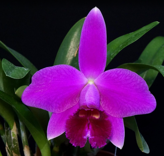 Cattleya pumila 'Isabel Rosalia' HCC/AOS - species - orchid - clone