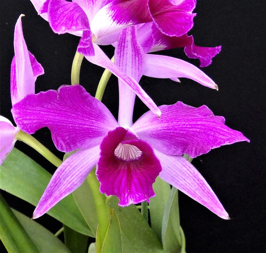 Cattleya purpurata var flammea - species - orchid
