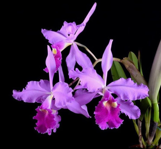 Cattleya warscewiczii - species - orchid