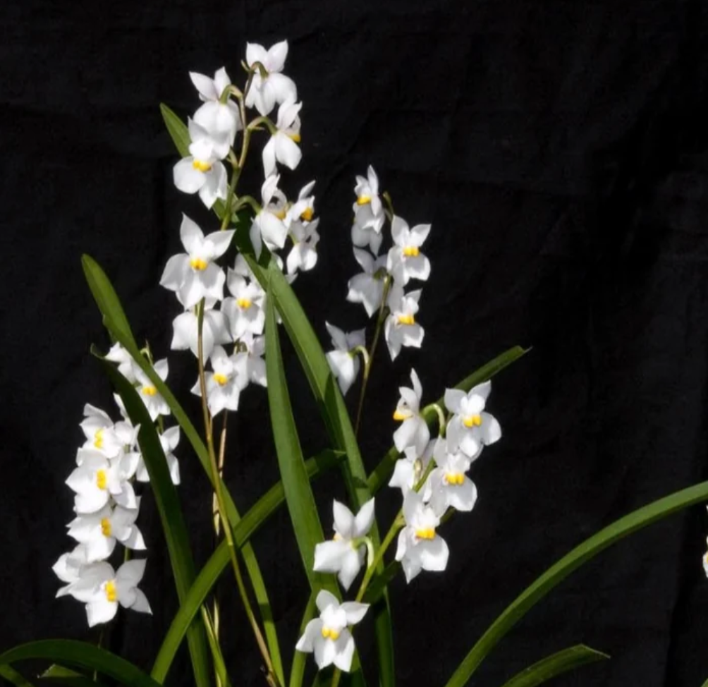 Cuitlauzina pulchella for sale in Australia