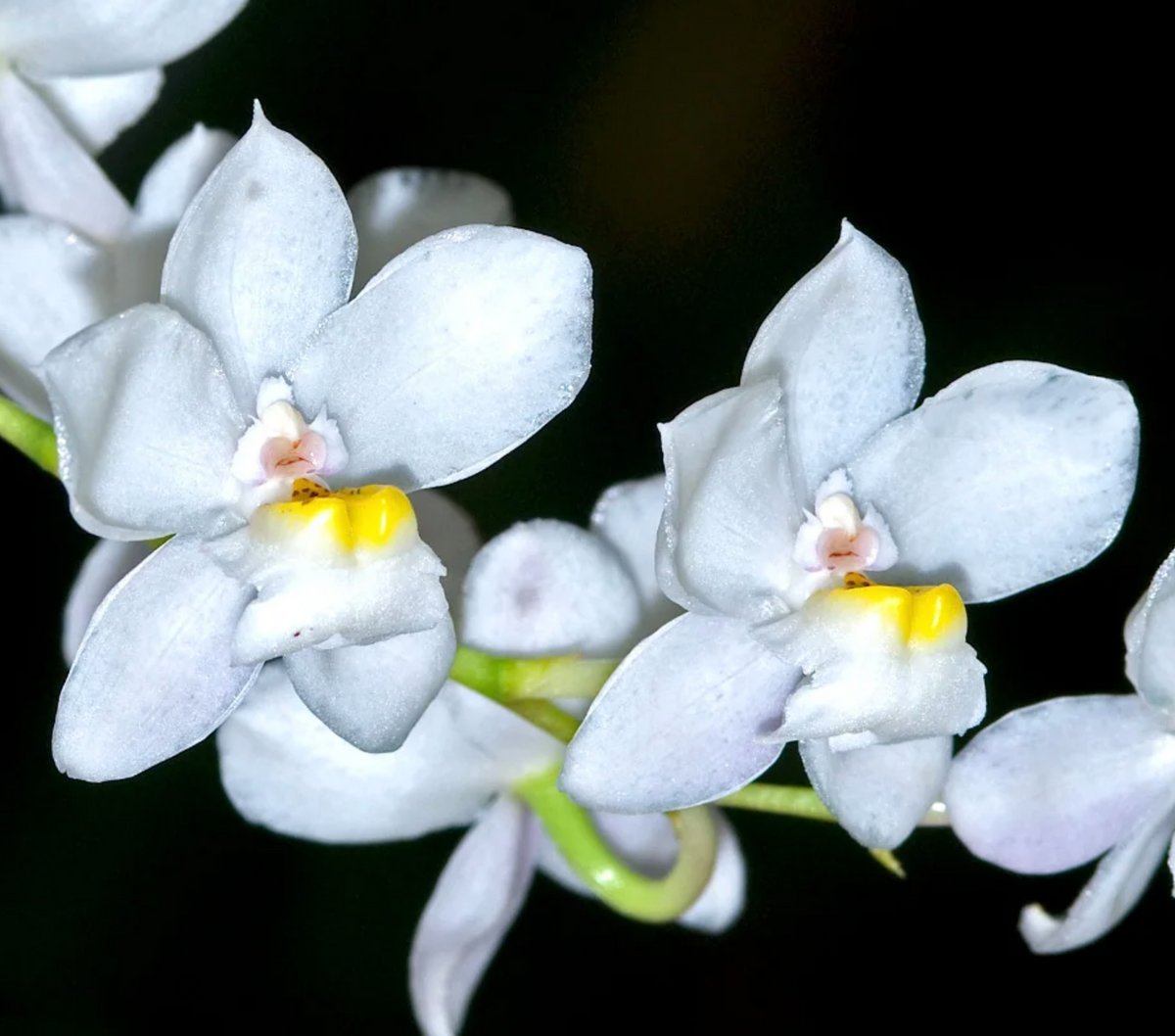 Cuitlauzina pulchella - species - orchid