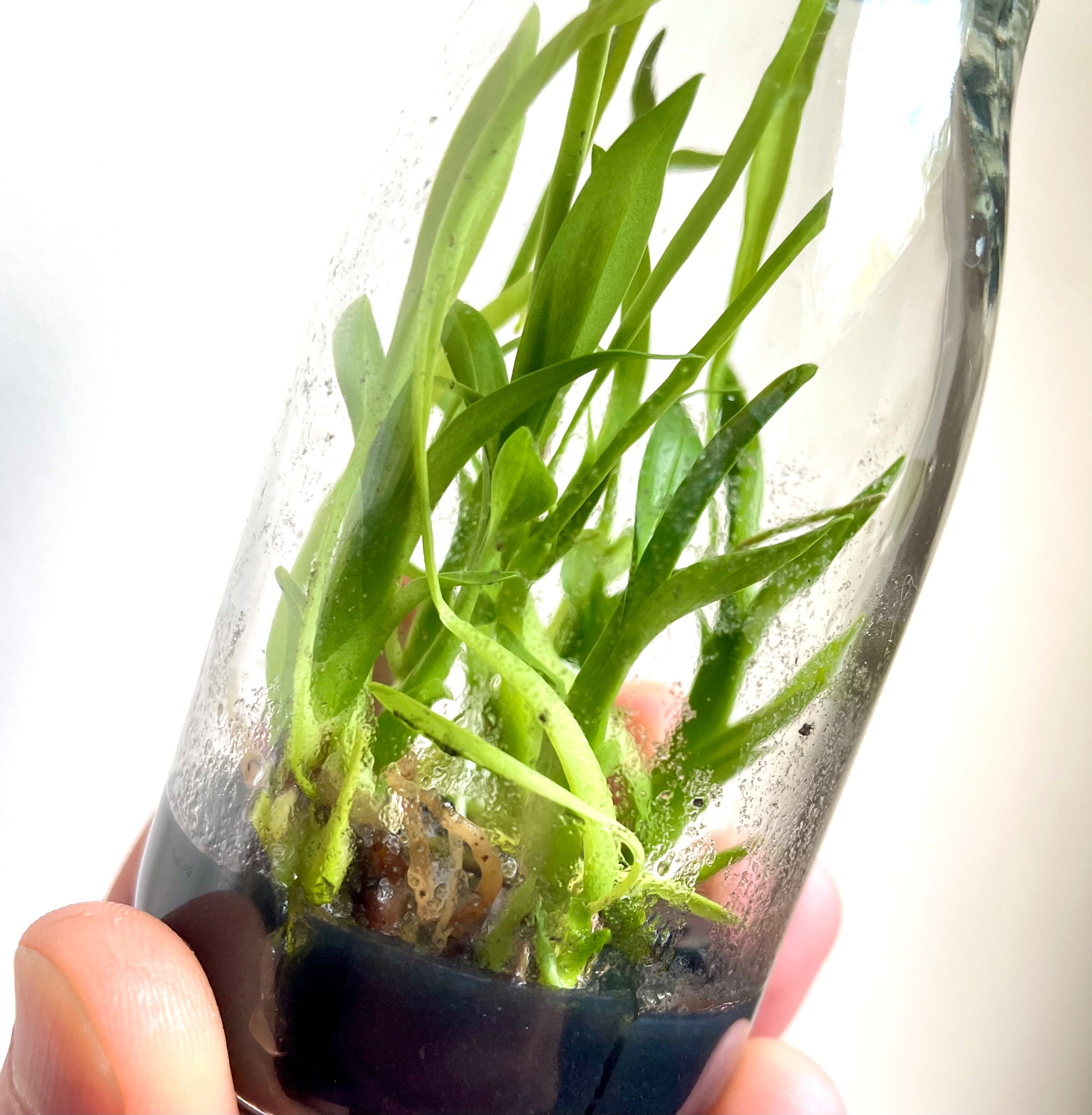 Cuitlauzina pulchella micro hobby flask of 5 plants available for sale australia
