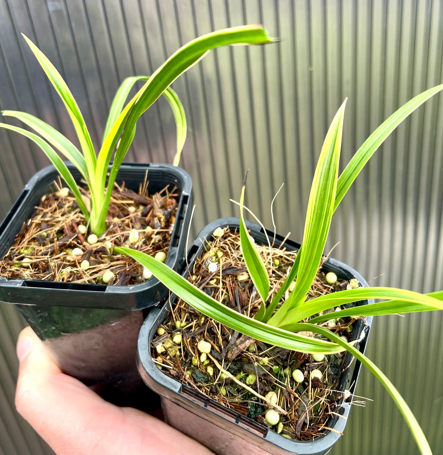 Two small potted Cymbidium Golden Elf plants held by a hand against a gray background