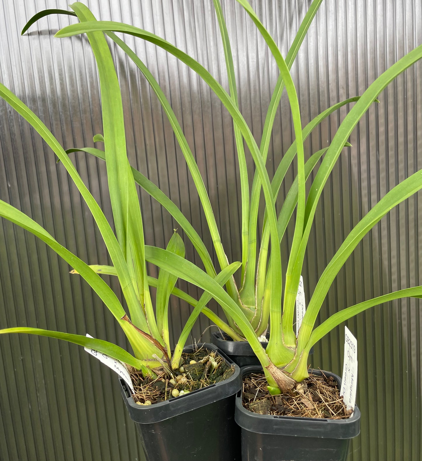 Cymbidium hybrid - Orchid - Greg Bryant Crosses 68mm Pot Seedlings 2nd Growth