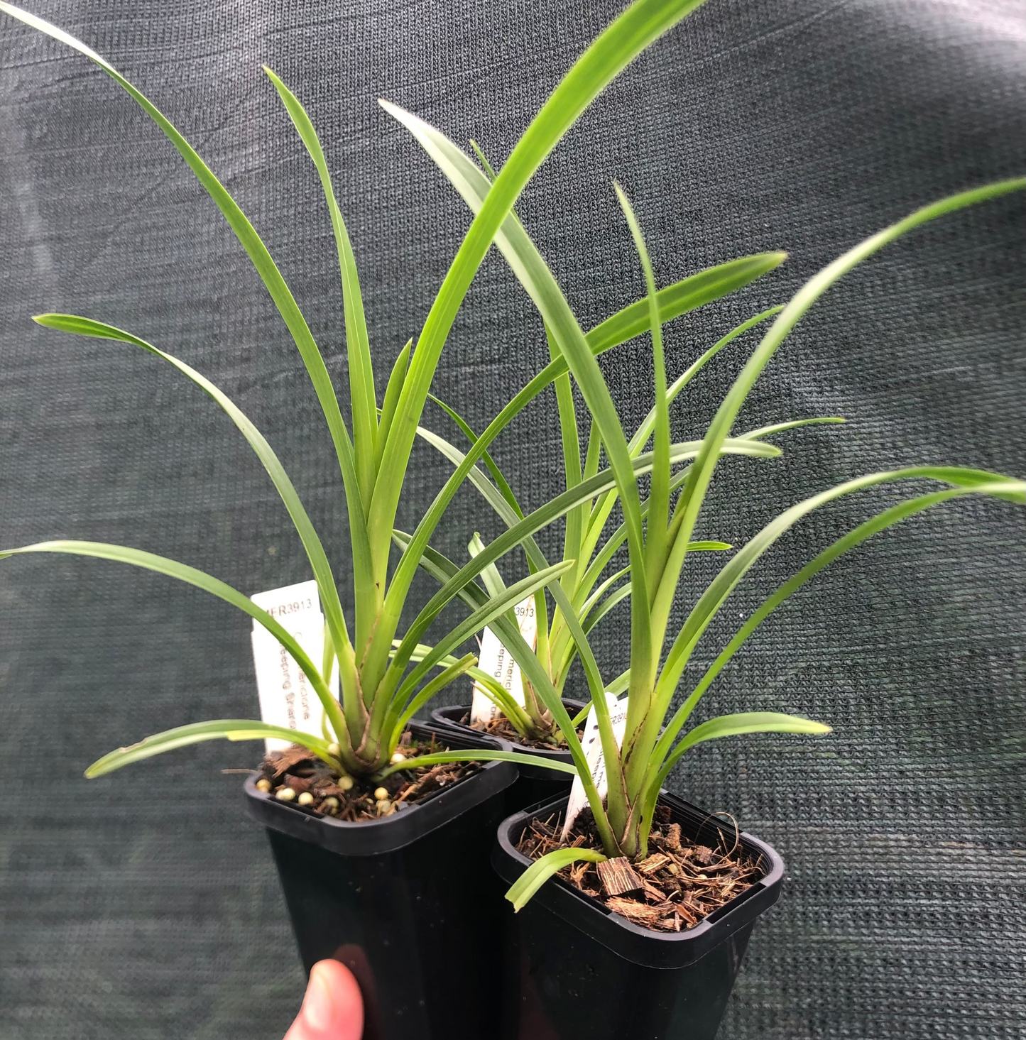 Cymbidium seedlings 68mm pots