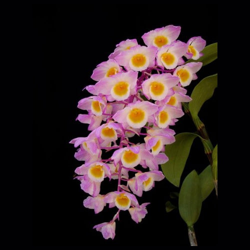 Dendrobium amabile - species - orchid