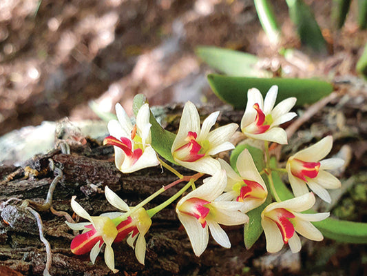 Dendrobium rigidum - species - orchid